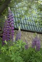Violet and purple lupine flowers photo