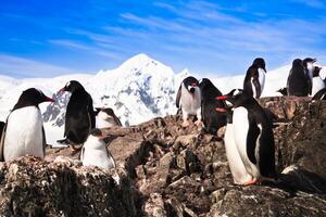 pingüinos en la antártida foto