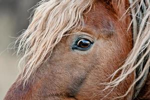 hermoso caballo marrón foto
