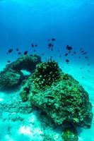 underwater scene with coral reef and fish. photo