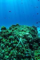 underwater scene with coral reef,raya island,phuket,Thailand. photo