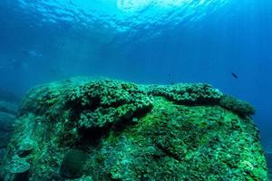 underwater scene with coral reef and fish. photo