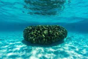 underwater scene with coral reef and fish. photo