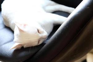 Lazy White Cat photo