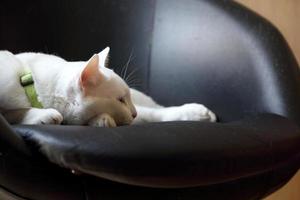 Lazy White Cat photo