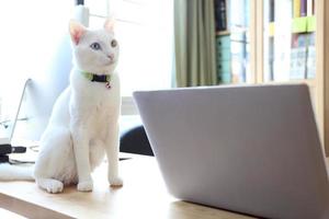 gato y laptop foto