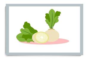 cartel de nabo. Verduras en rodajas de color minimalista con forma abstracta. vector