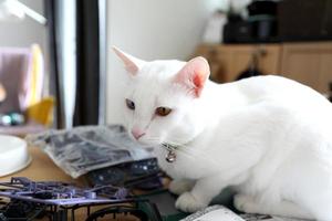 Cat in The House photo