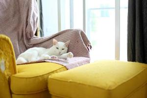 relajante gato blanco foto