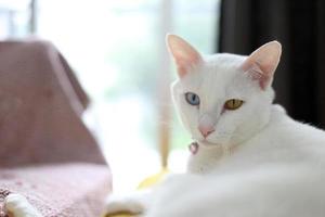 Relaxing White Cat photo