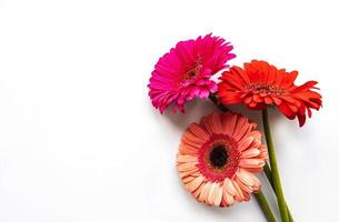 Flores de gerbera brillante sobre un fondo blanco. foto