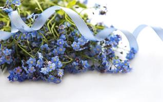 Forget-me-not flowers  on white  background photo
