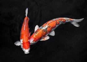 vista superior coloridos peces koi. concepto de foto hermosa de alta calidad