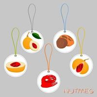 Illustration on theme big set different types spice nutmeg vector