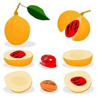 Illustration on theme big set different types spice nutmeg vector