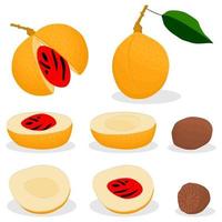 Illustration on theme big set different types spice nutmeg vector