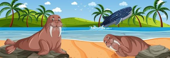 Panorama landscape scene with many walrus at the beach vector