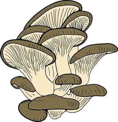 Oyster mushroom hand drawn illustration. Sketch style