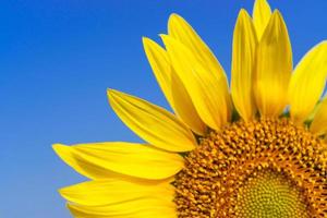 Close-up of Beautiful sunflower blossom on blue sky photo