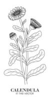 SKETCH OF CALENDULA ON A WHITE BACKGROUND vector