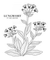 SKETCH OF A LUNGWORT ON A WHITE BACKGROUND vector