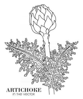 SKETCH OF AN ARTICHOKE ON A WHITE BACKGROUND