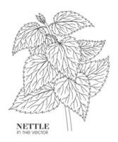 SKETCH OF NETTLES ON A WHITE BACKGROUND vector