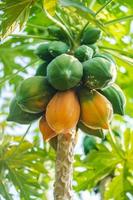 Yellow and green papaya on tree photo