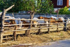 Cows in outdoor farm