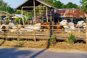 Cows in outdoor farm photo