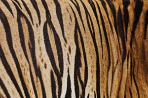Tiger skin background photo