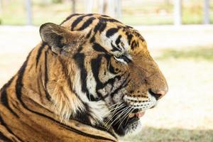 Tiger in the zoo photo