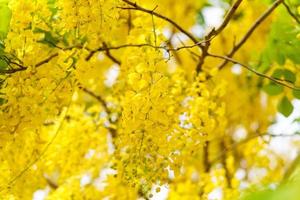 Golden Shower Tree, Yellow flowers background photo