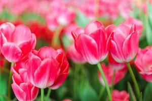 Beautiful Red Tulips, Flower background photo