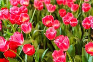 hermosos tulipanes rojos, fondo de flores foto