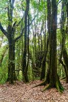 Forest trees. Nature green wood sunlight and sky photo