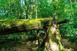 Close-up green moss on tree in the forest photo