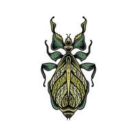 Insect drawing design vector