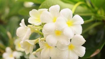 gouttes de pluie tombant sur le plumeria blanc video