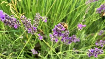 una abeja come néctar de una flor video