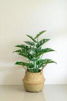 Monstera in wicker basket pot with wall photo