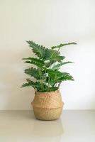 Philodendron xanadu croat in wicker basket pot photo