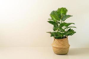 Philodendron xanadu croat in wicker basket pot photo