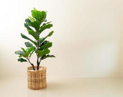 Fiddle Fig in wicker basket photo