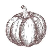 Boceto de dibujo de contorno de calabaza aislado sobre fondo blanco. vector