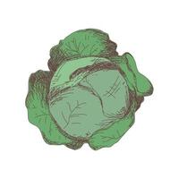 Sketch of cabbage contour drawing isolated on white background vector