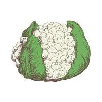 Sketch of cauliflower contour drawing isolated on white background vector