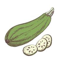 Sketch of zucchini contour drawing isolated on white background vector