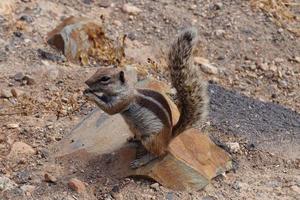 Barbary Ground Squirrel photo