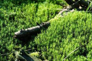 Suelo de musgo en la reserva natural fischbek heather foto